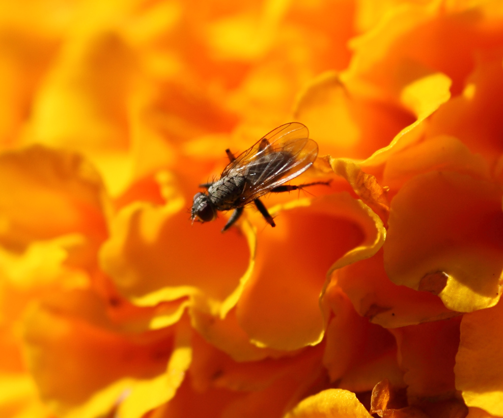 Portfolio II